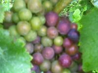 Maturité des raisins au Champagne Franck PASCAL - Vendanges 2014 - Biodynamie