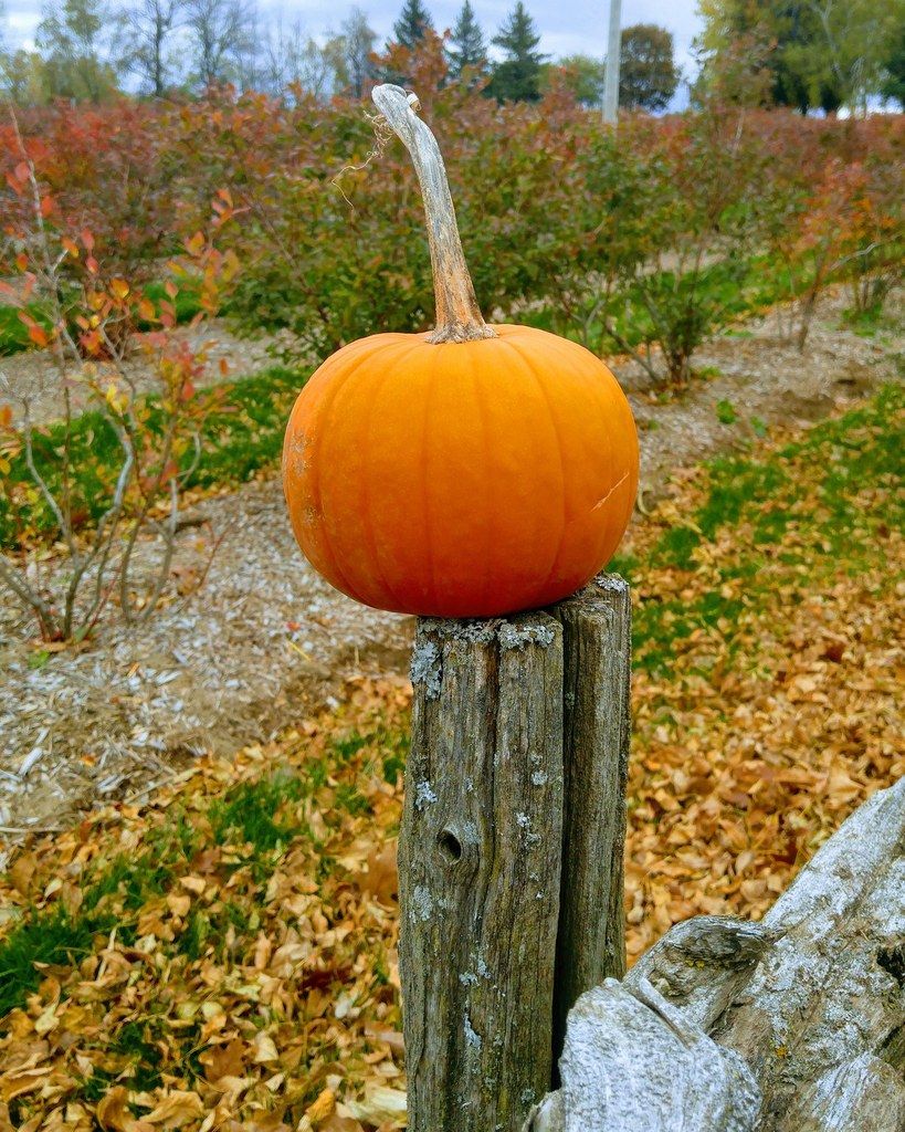 La bleuetière SteMarguerite