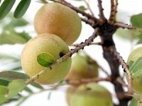 img_fruit
