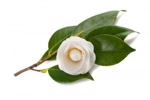 img_fleur