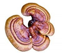 img_champignon