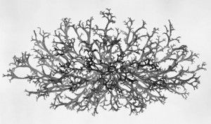 img_buisson