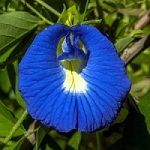 img_fleur