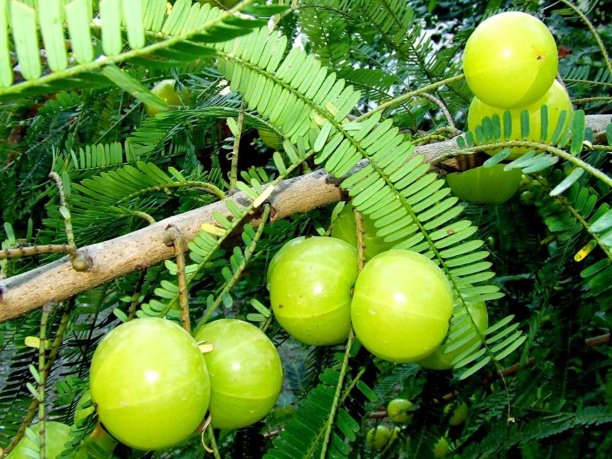 img_fruit