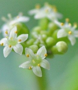 img_fleurs