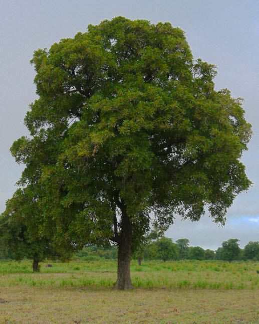 img_arbre