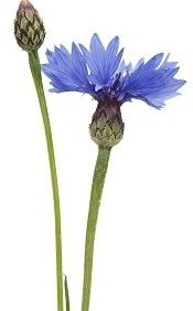 img_fleur_tige