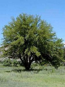 img_arbre