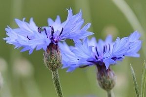 img_fleur