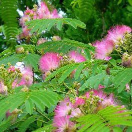 img_fleur