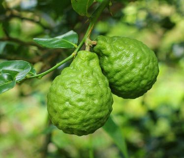 img_feuillage_ovale_vert