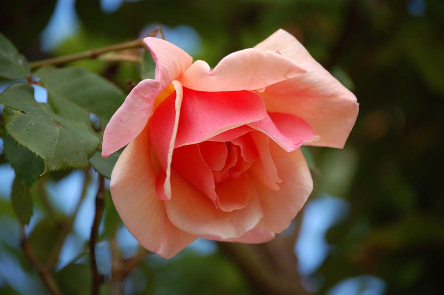 img_rose
