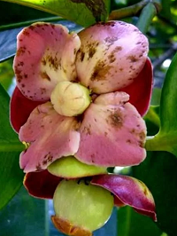 img_fleur_mangoustan
