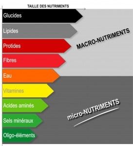 Macro-Nutriments, Micro-Nutriments, Lipides, glucides, protides, fibres, Eau, Vitamines, Acides aminées, Sels minéraux, Oligo-éléments