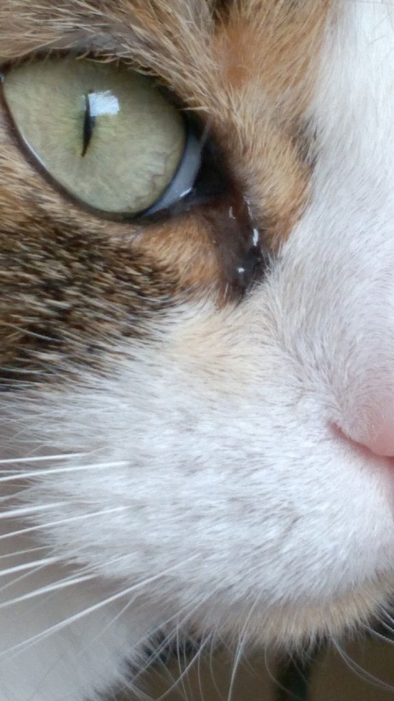 猫風邪 右目から涙 フランス猫のミケ Mike Le Chat Francais 猫風邪 右目から涙 フランス猫のミケ Mike Le Chat Francais