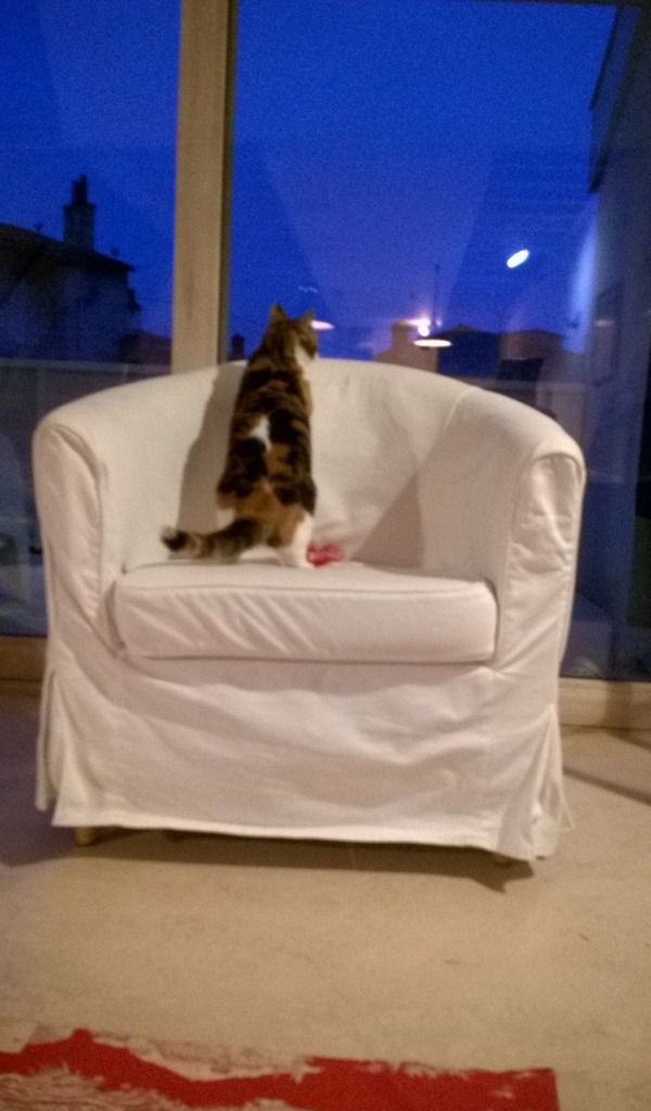 急に立つ猫 フランス猫のミケ Mike Le Chat Francais