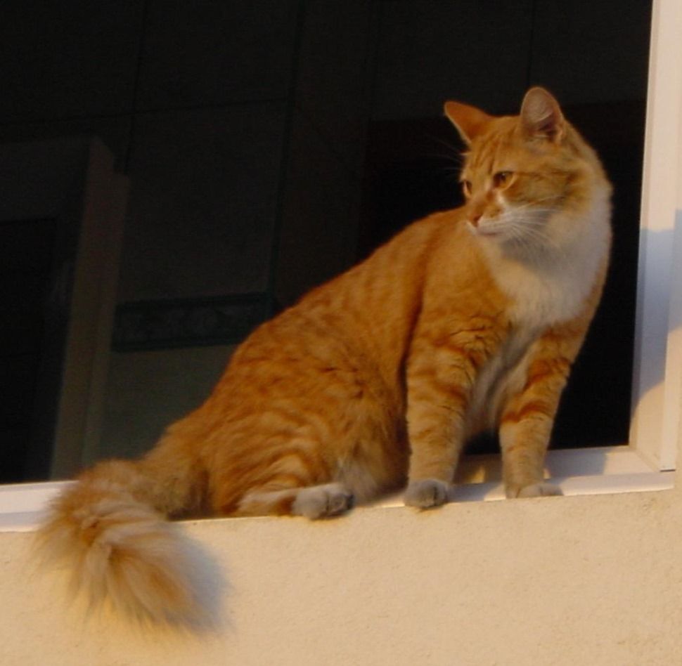 茶トラ猫とバカンス中に捨てられる動物 フランス猫のミケ Mike Le Chat Francais