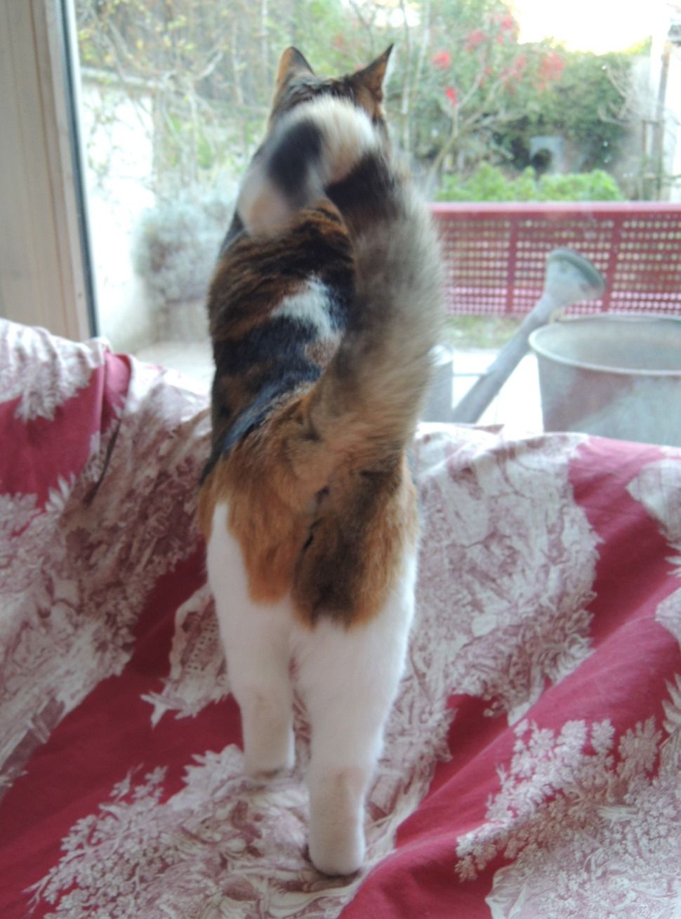 早く来い J Attends フランス猫のミケ Mike Le Chat Francais 早く来い J Attends フランス猫のミケ Mike Le Chat Francais