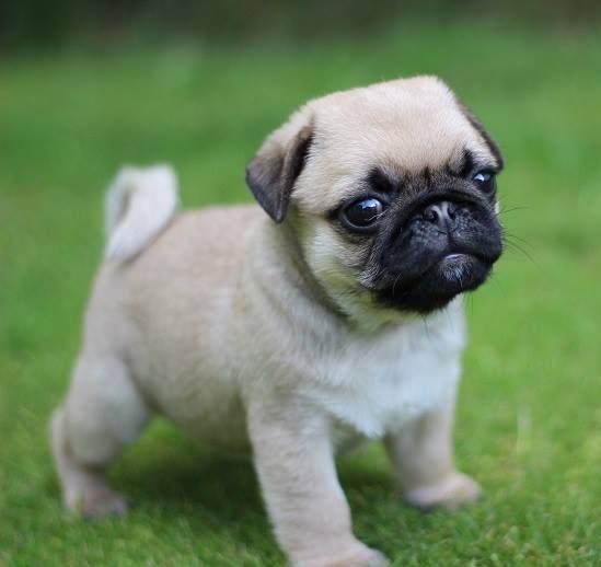 Popular posts Waaba Pugs