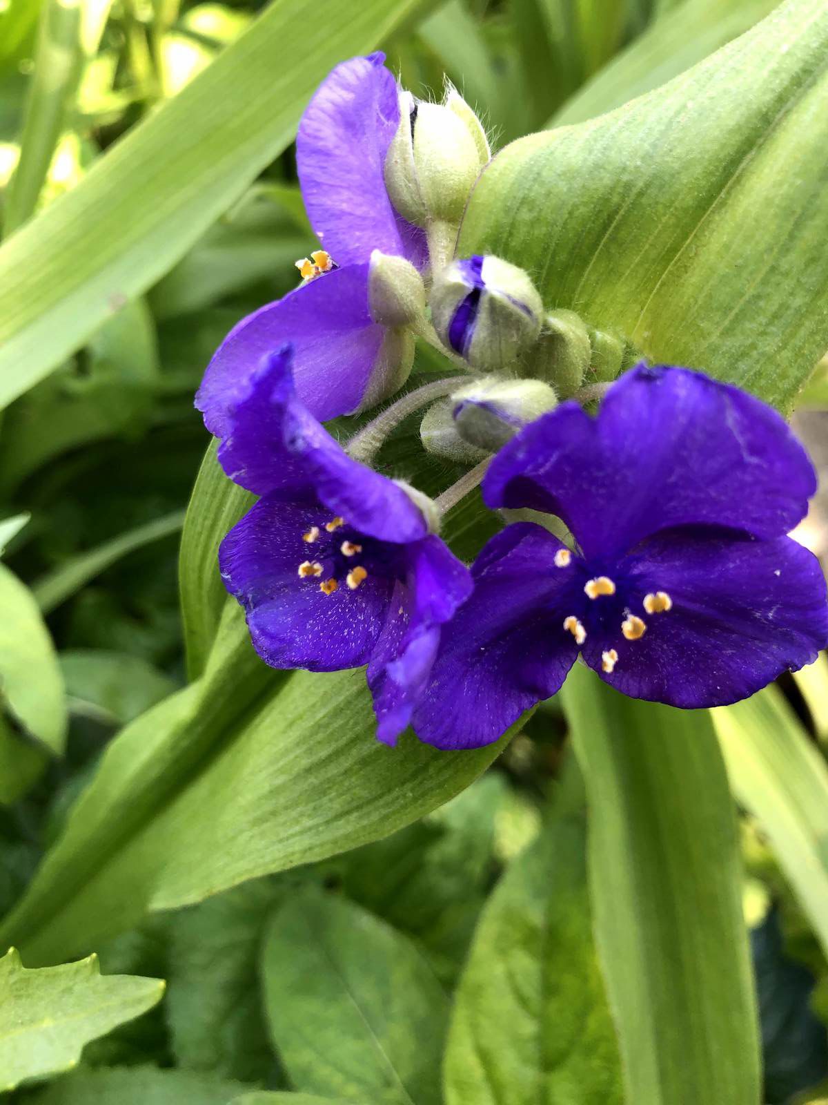 Spiderwort