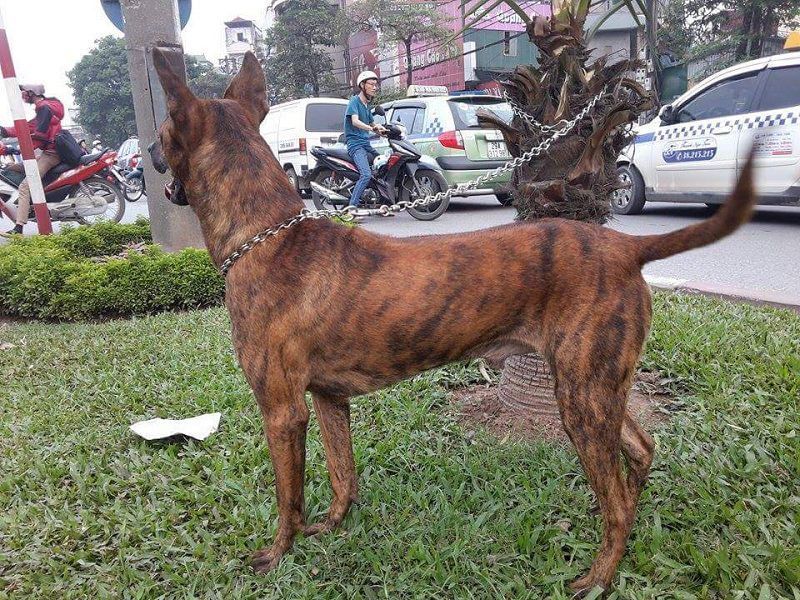 Giống chó Phú Quốc u2013 u201cThần khuyểnu201d của nước Nam - sieupet.over 