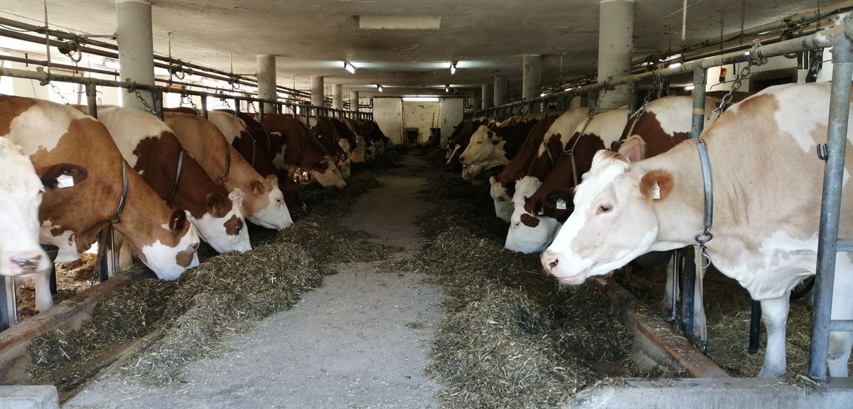 Paysage d'aujourd'hui et vaches où plutôt usine à lait