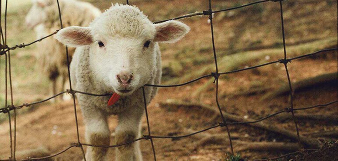Les moutons