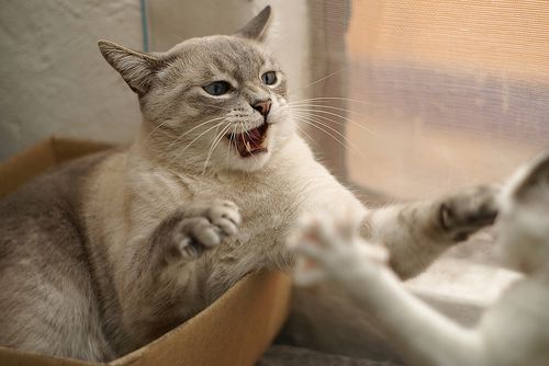 Un chat en pleine bagarre souffle son adversaire
