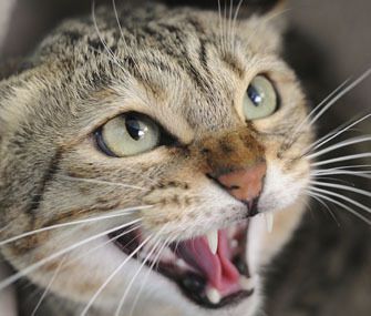 Chat qui crache