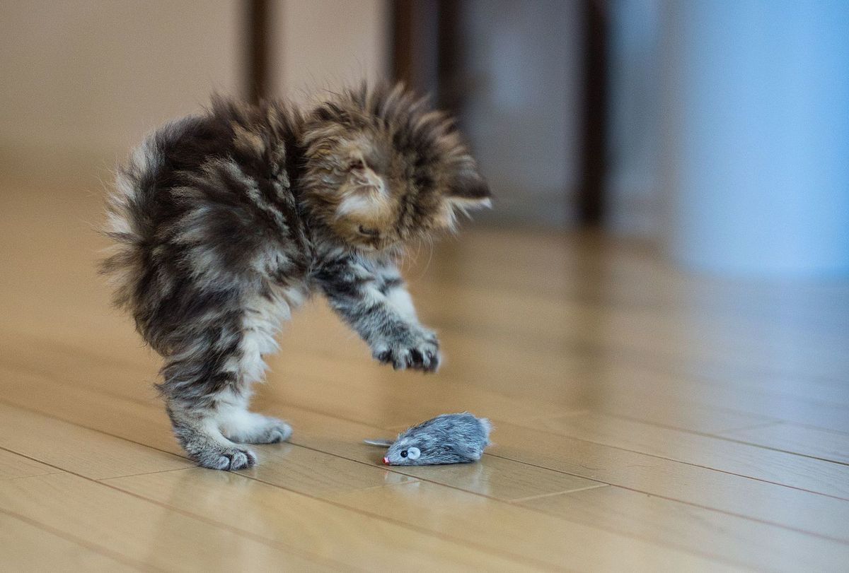 Un chaton joue avec un jouet souris