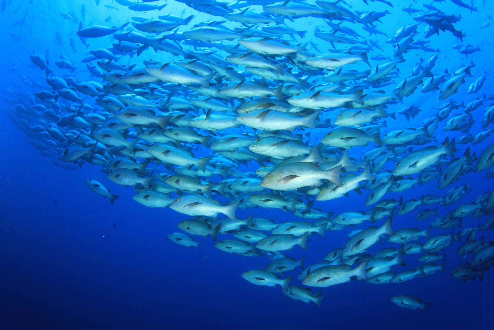 Les petits poissons