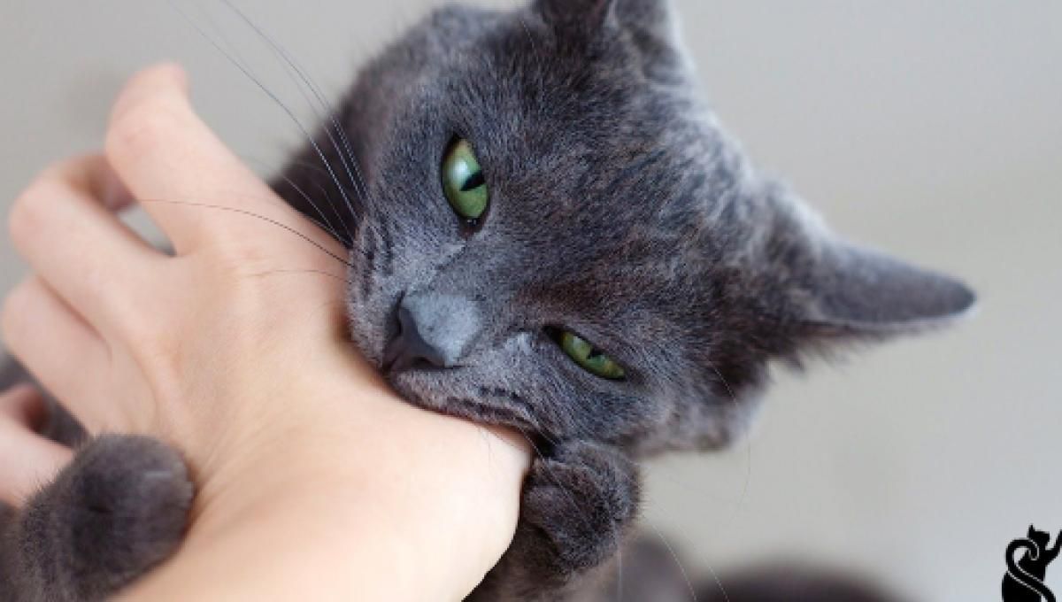 Chat qui mord