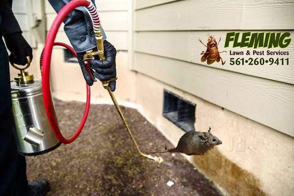 rodent control palm beach