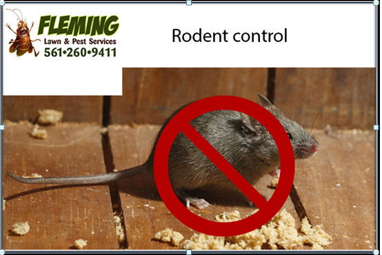rodent control service