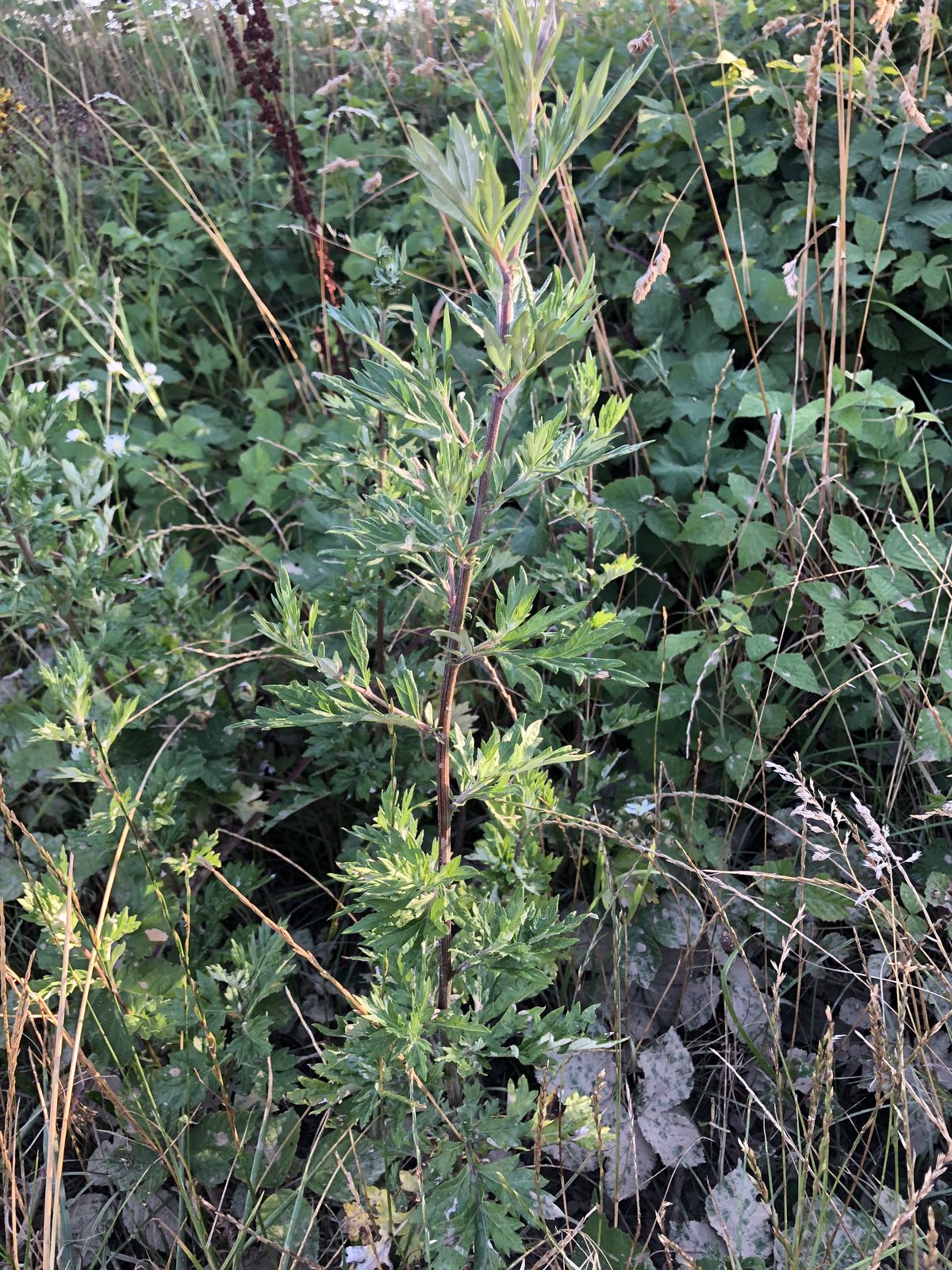 Artemisia vulgaris, l'Armoise vulgaire.