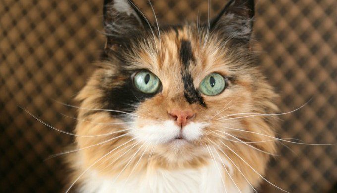 Pourquoi Les Chats Tricolores Sont Toujours Des Femelles K At Pattes Over Blog Com