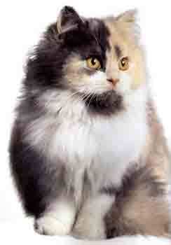 Pourquoi Les Chats Tricolores Sont Toujours Des Femelles K At Pattes Over Blog Com Pourquoi Les Chats Tricolores Sont Toujours Des Femelles K At Pattes Over Blog Com