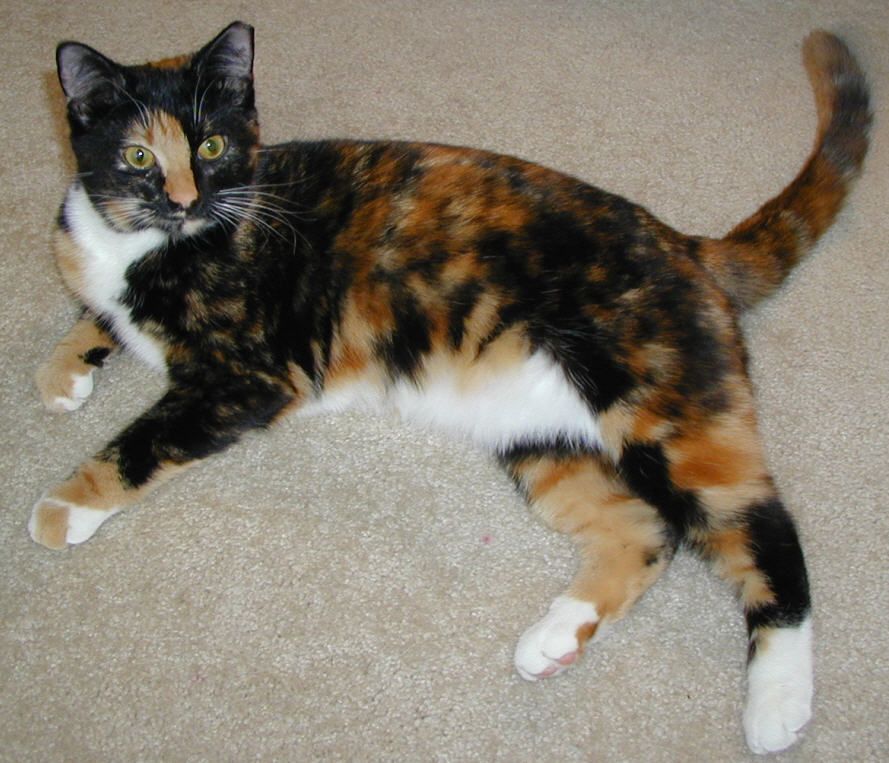Pourquoi Les Chats Tricolores Sont Toujours Des Femelles K At Pattes Over Blog Com Pourquoi Les Chats Tricolores Sont Toujours Des Femelles K At Pattes Over Blog Com