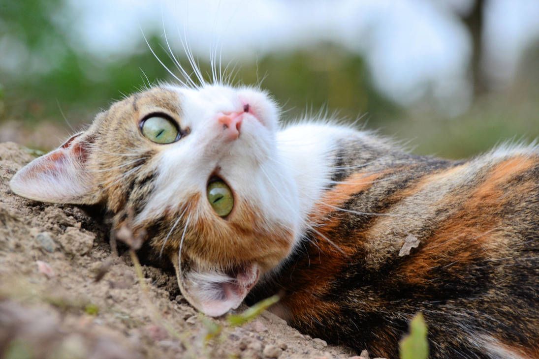 Pourquoi Les Chats Tricolores Sont Toujours Des Femelles K At Pattes Over Blog Com Pourquoi Les Chats Tricolores Sont Toujours Des Femelles K At Pattes Over Blog Com