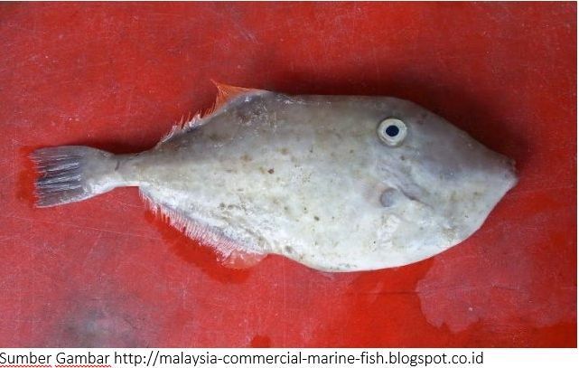 Jenis Ikan Di Malaysia Bigmonster Over Blog Com