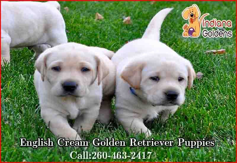 Adorable Golden Retriever Puppies For Sale Near Me Cheap