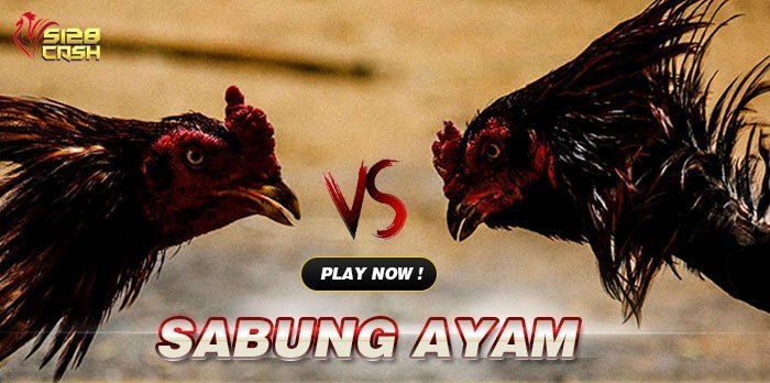 S128 Sabung Ayam Online Sabungayamcash Over Blog Com