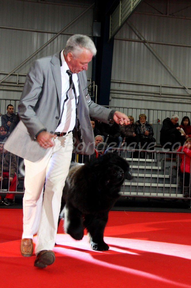 - 71e Exposition Canine Internationale Toulouse 2013