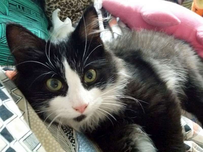 Romy Mon Chat Chance Cat Col Romy Mon Chat Chance Cat Col