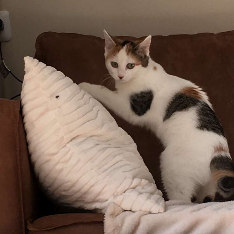 Romy Mon Chat Chance Cat Col Romy Mon Chat Chance Cat Col