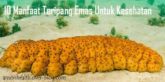 10 Manfaat Teripang Emas Untuk Kesehatan Yang Terdapat Dalam