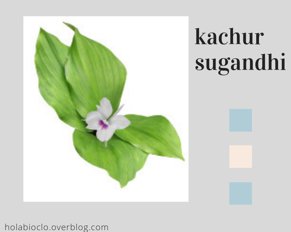 Les poudres : ortie piquante et kachur suganghi - holabioclo