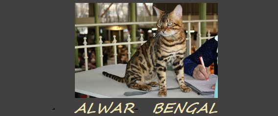 Bengal Ile De France Cercle Felin Du Bengal Annuaire