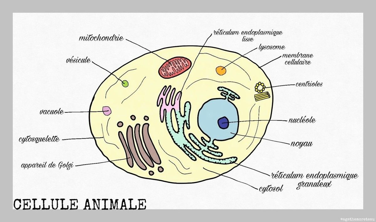 La cellule animale vrogue co