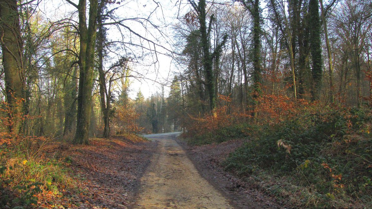 Randonnée en forêt de Laigue_Route Forestière des Princesses_Route et Chemin de Briançon